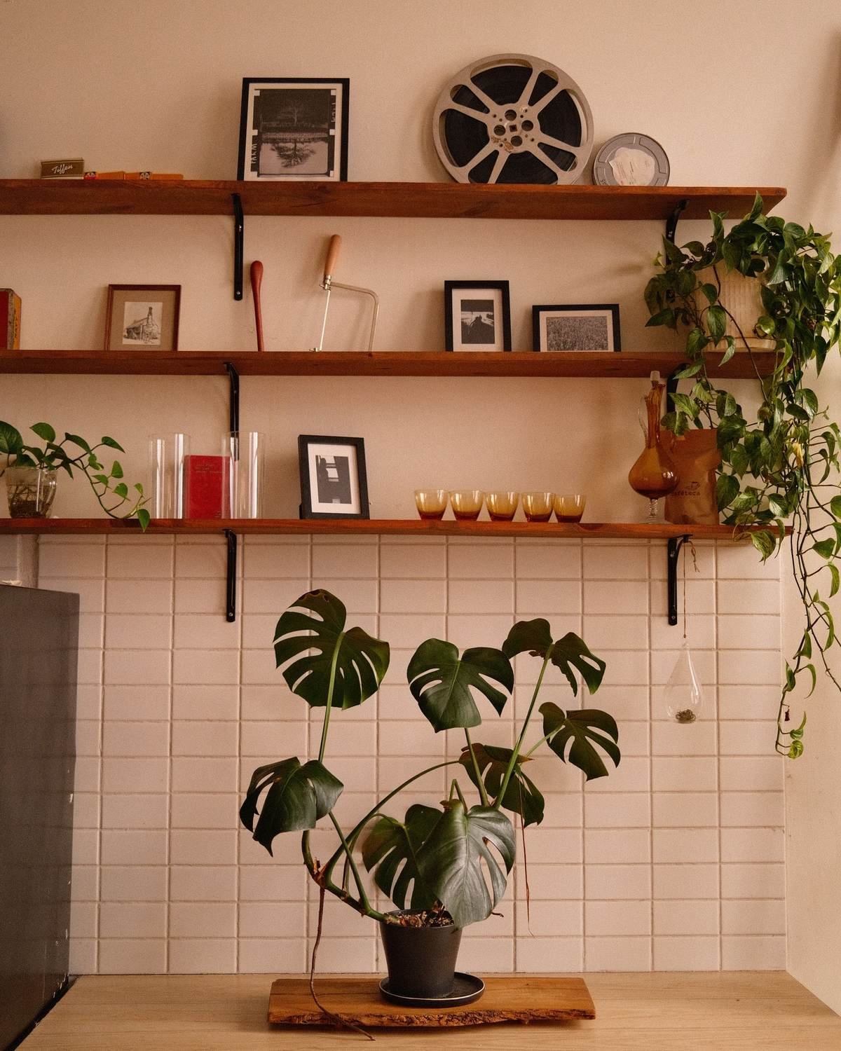 open wall shelves above a kitchen counter with dishes and a potted plant